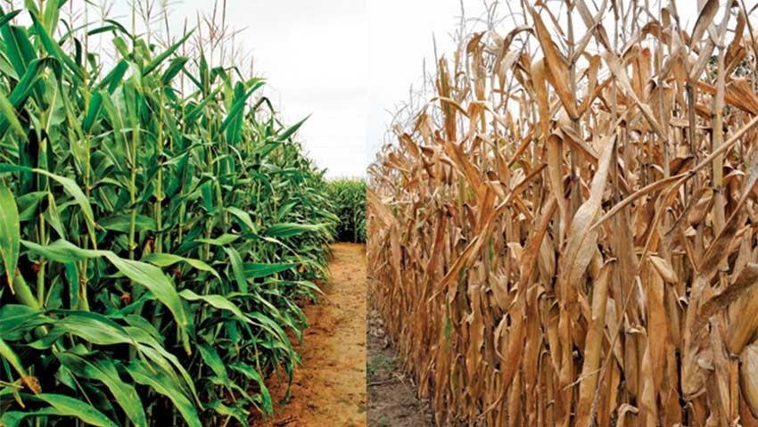 ST. KITTS AND NEVIS FORGES AHEAD WITH IMPLEMENTATION OF FAO FUNDED PROJECT