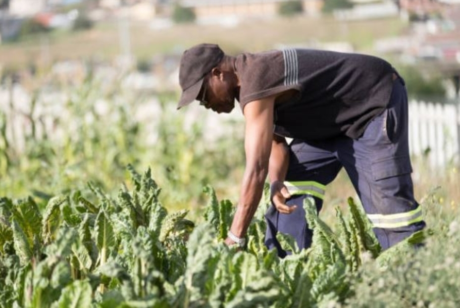 Argentina and IICA embark on joint project to drive agricultural and social development in the Caribbean