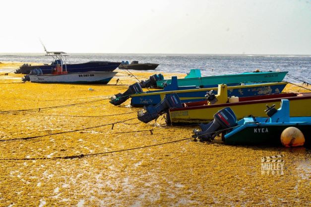 INFLUX OF SARGASSUM SEAWEED NEGATIVELY IMPACTING FISHERFOLK IN ST. KITTS & NEVIS