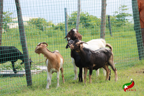 Department of Agriculture on Nevis upping quality of small ruminants