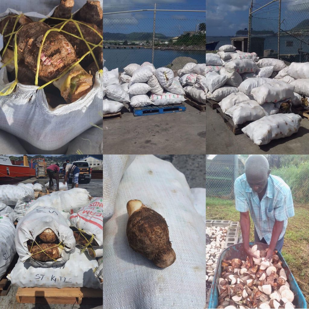 OVER 5000 LBS OF ROOT AND TUBER CROPS PROCURED TO BOOST CROP PRODUCTION IN ST. KITTS